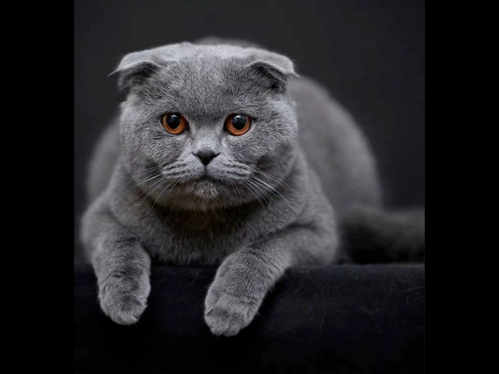 Cat ~Handmade Custom Wool Felt