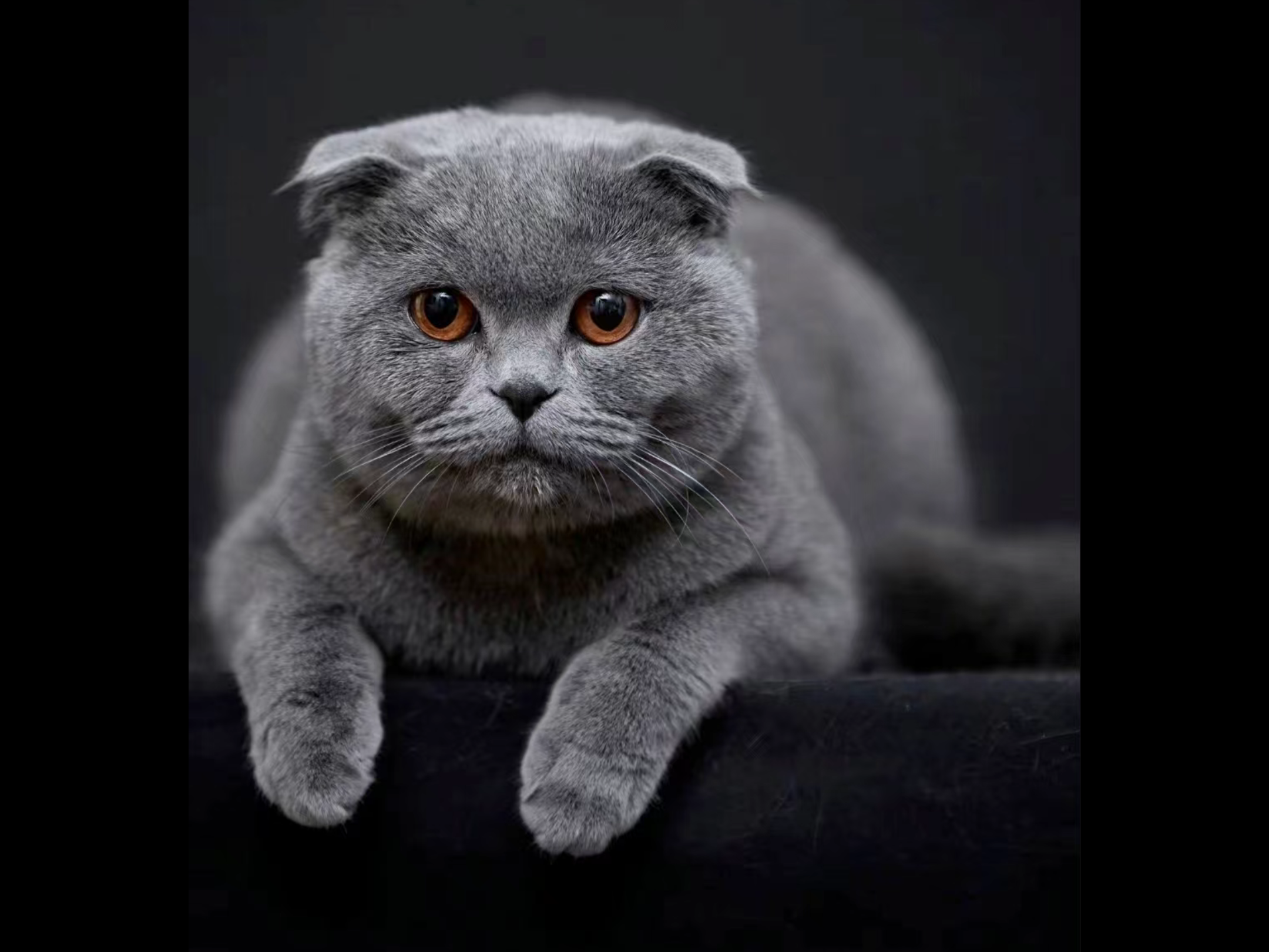 Cat ~Handmade Custom Wool Felt