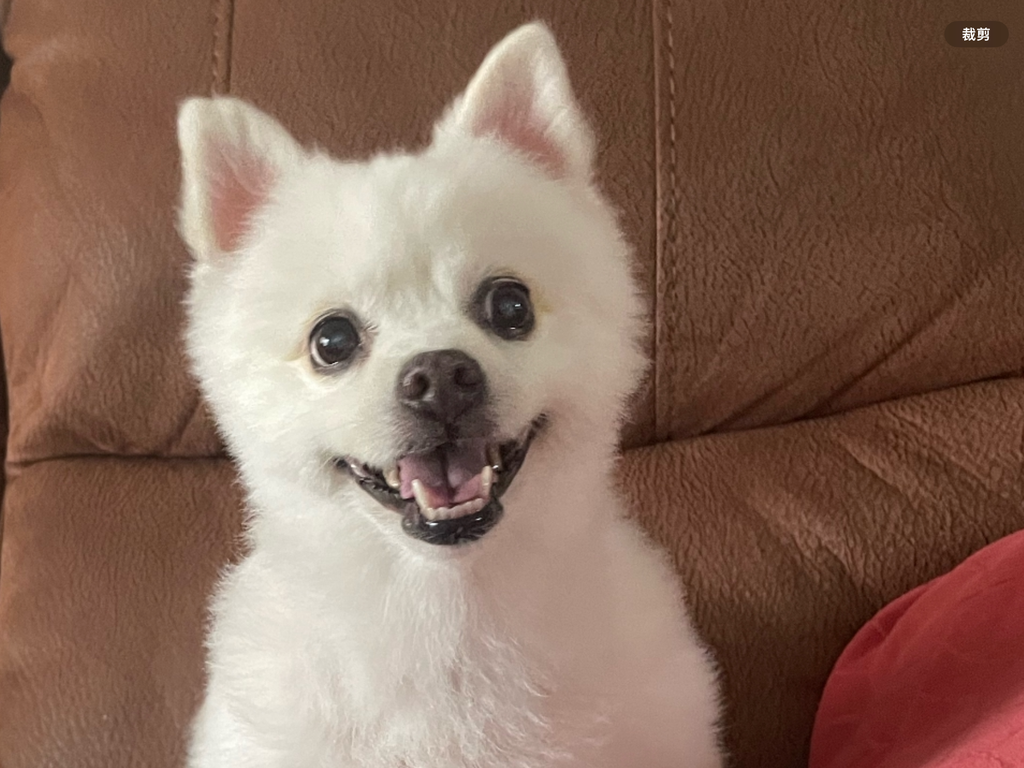 Dog~Handmade Custom Wool Felt