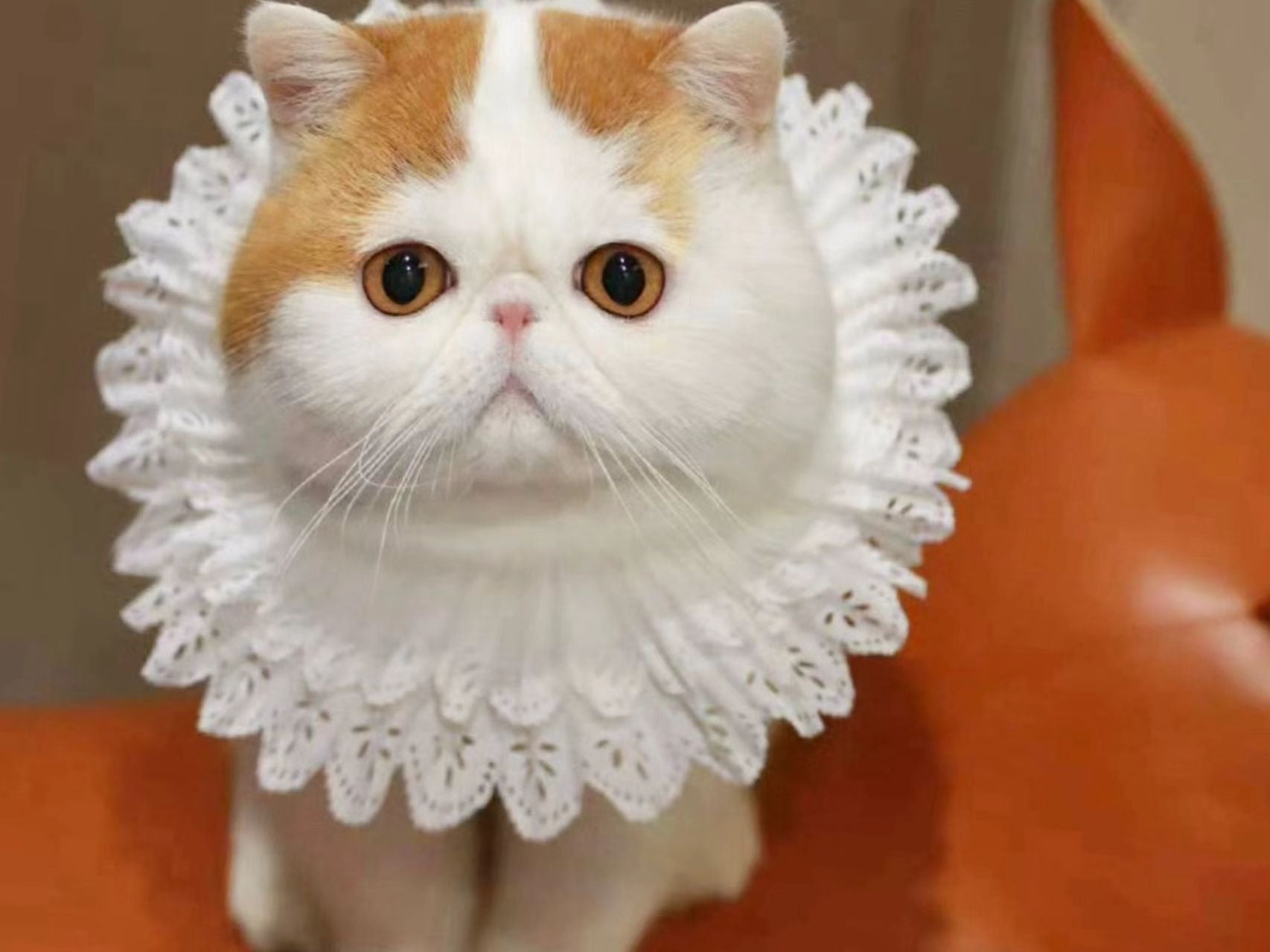 Cat ~Handmade Custom Wool Felt