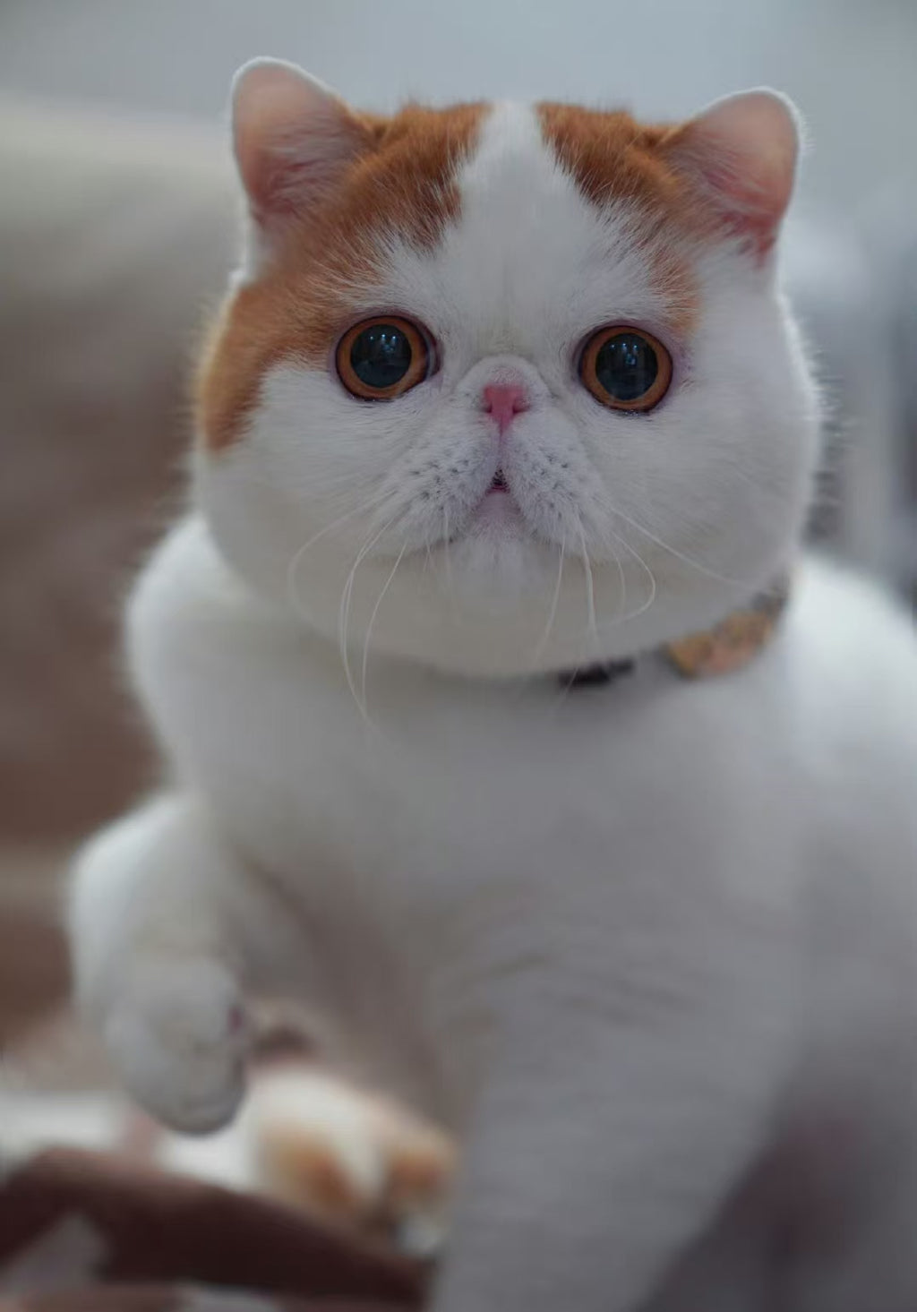 Cat ~Handmade Custom Wool Felt