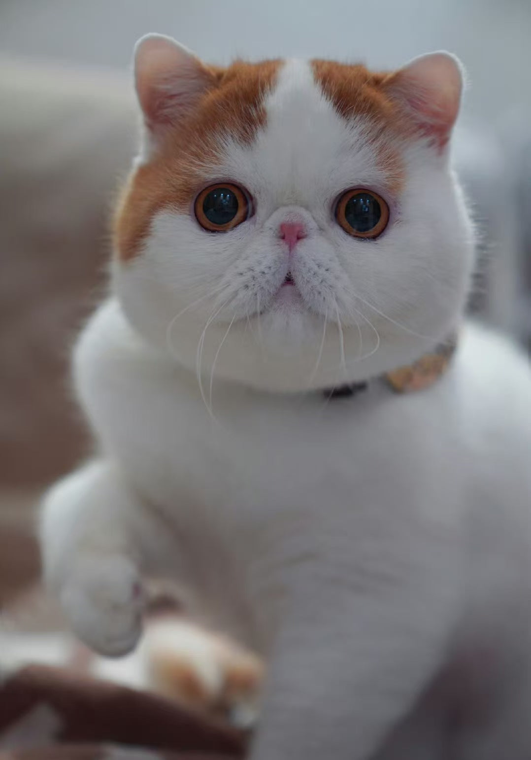 Cat ~Handmade Custom Wool Felt