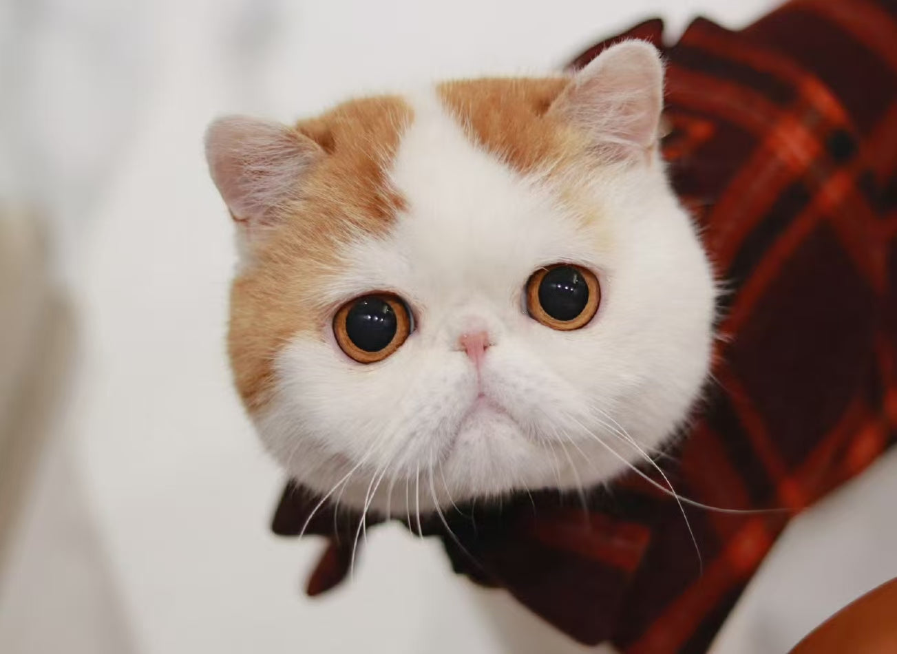 Cat ~Handmade Custom Wool Felt