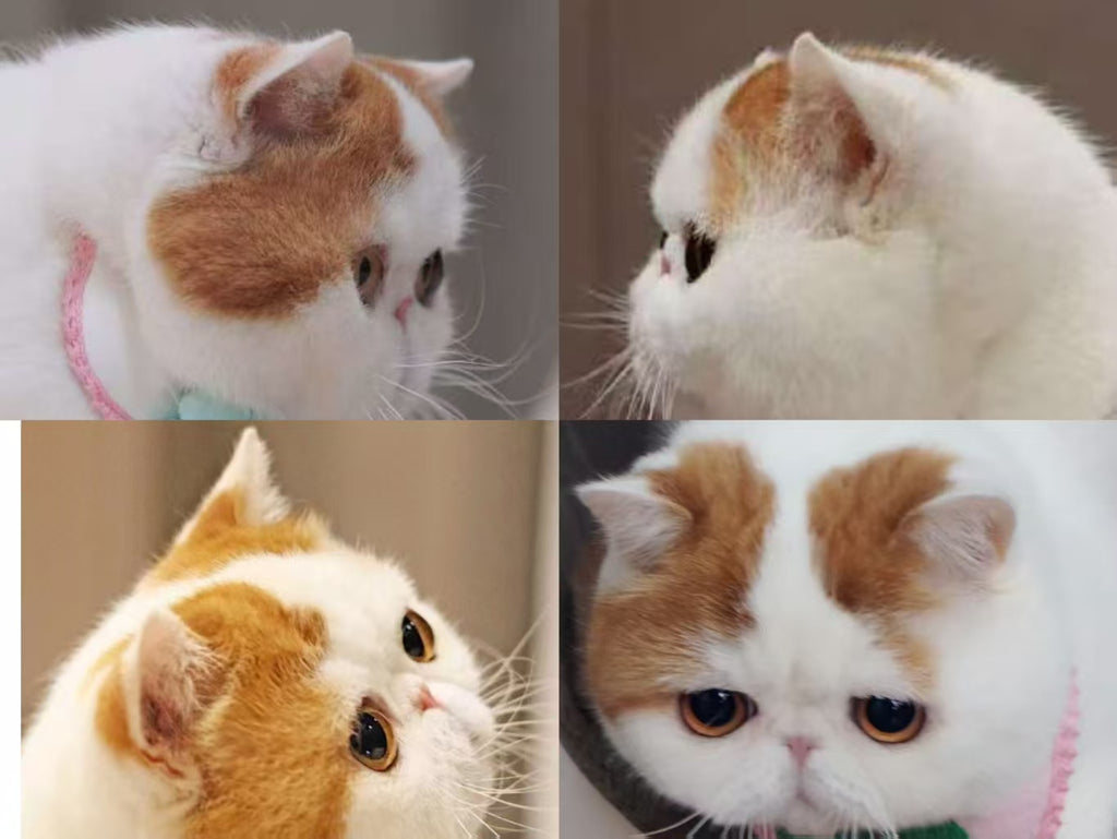 Cat ~Handmade Custom Wool Felt