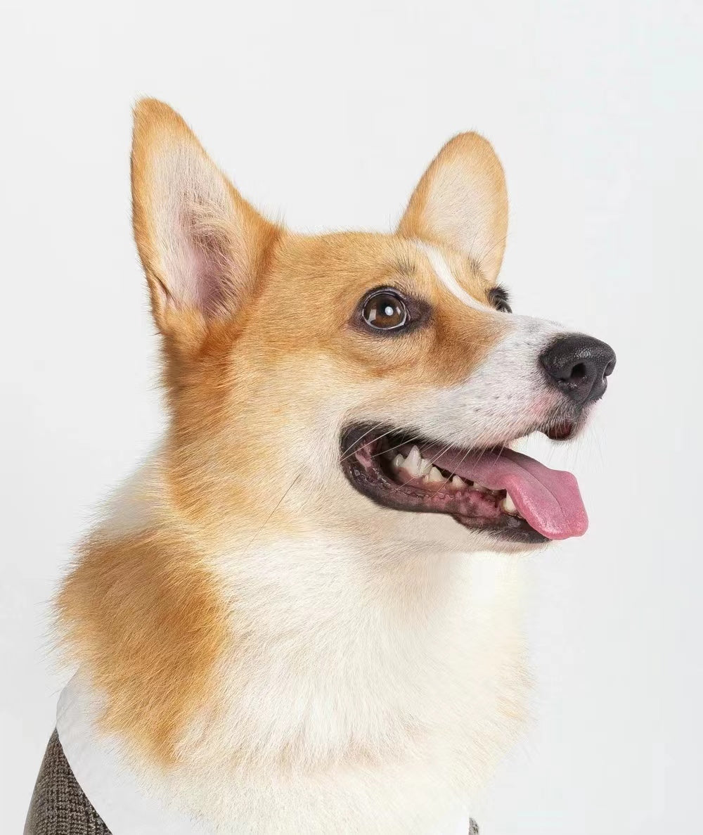 Dog~Handmade Custom Wool Felt