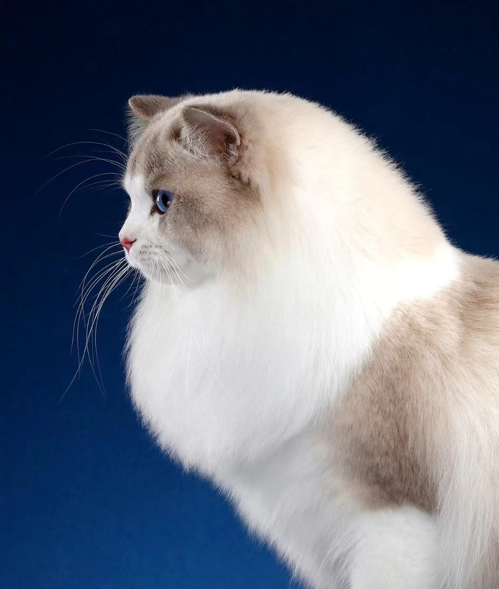 Cat ~Handmade Custom Wool Felt