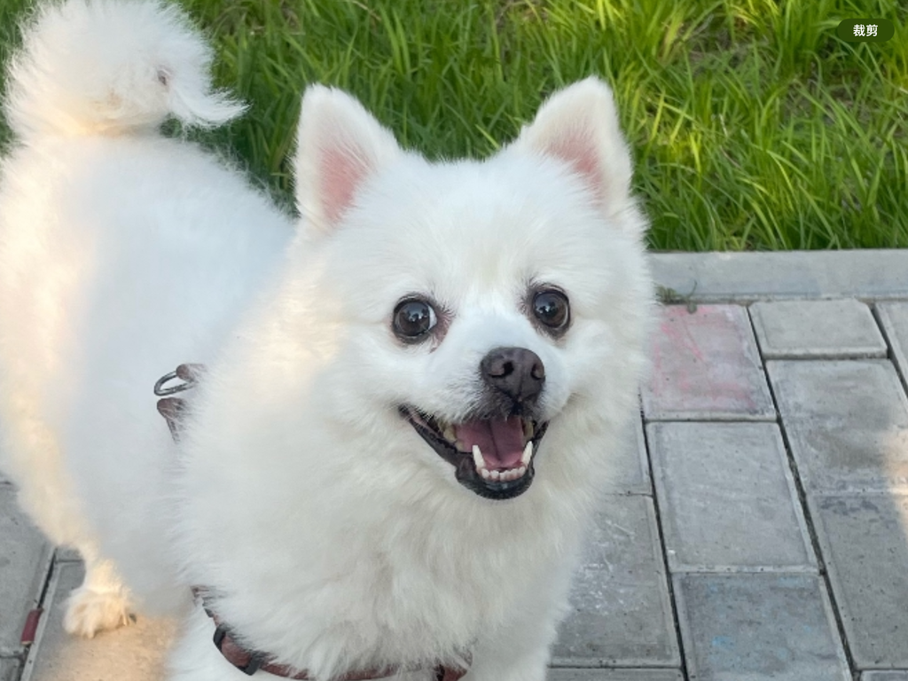 Dog~Handmade Custom Wool Felt