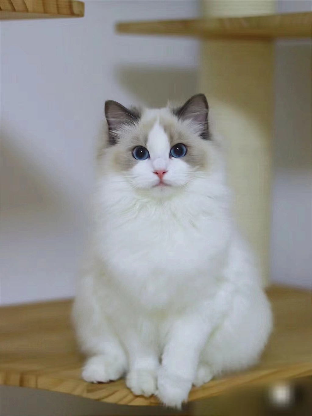 Cat ~Handmade Custom Wool Felt