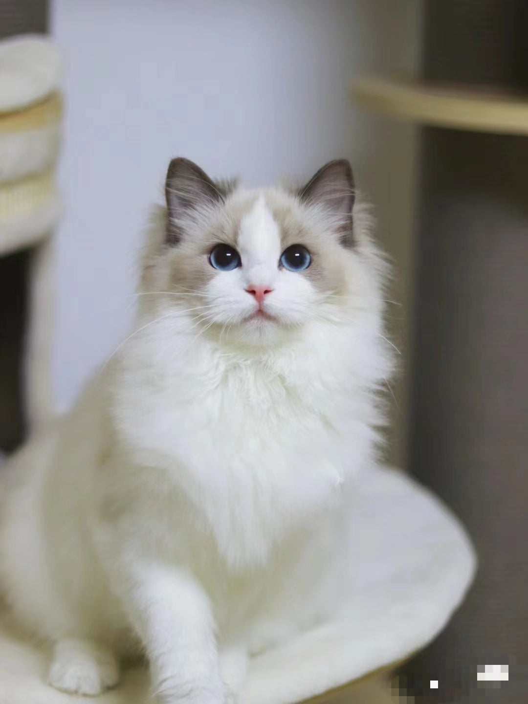 Cat ~Handmade Custom Wool Felt