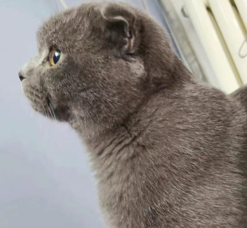 Cat ~Handmade Custom Wool Felt