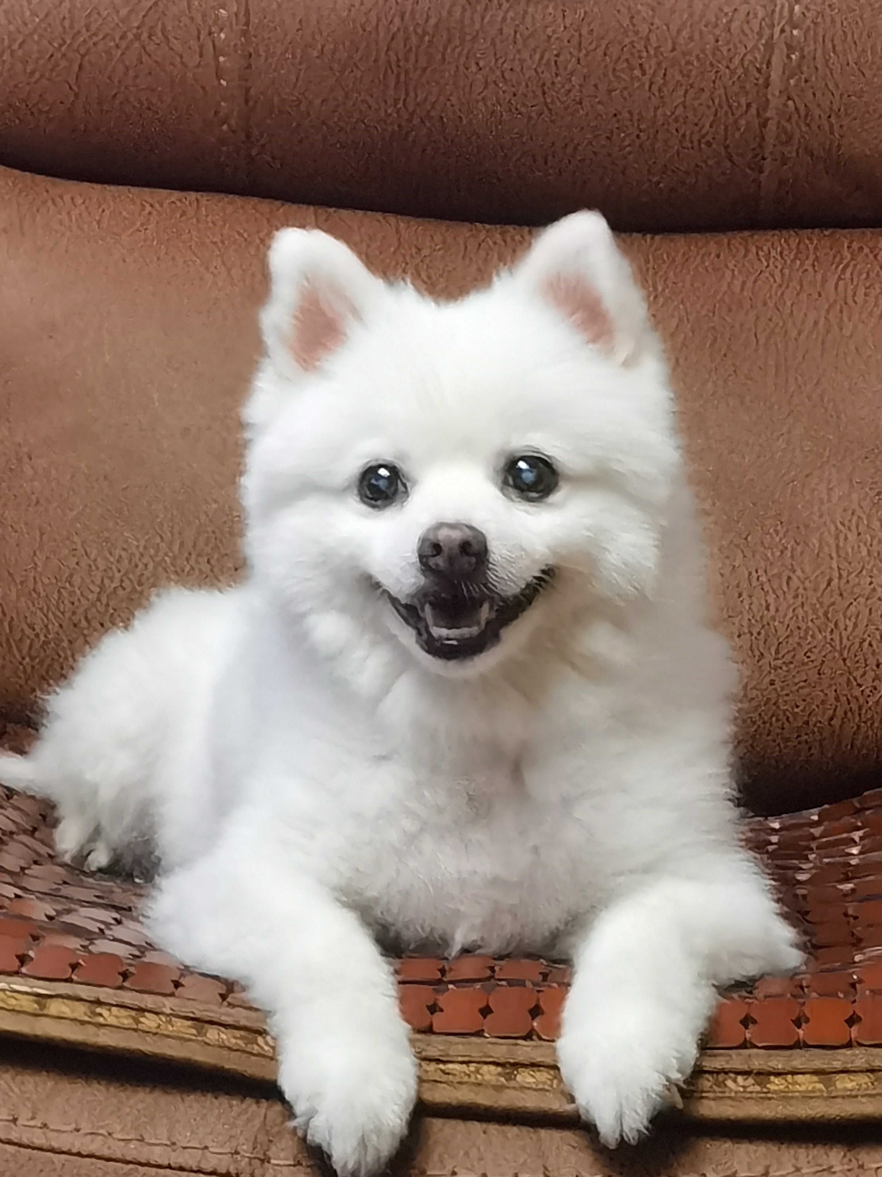 Dog~Handmade Custom Wool Felt