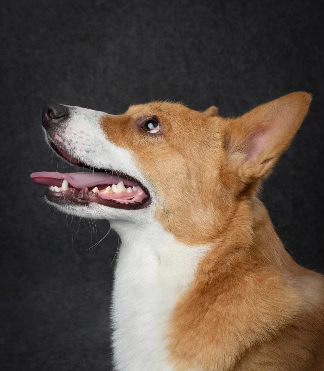 Dog~Handmade Custom Wool Felt