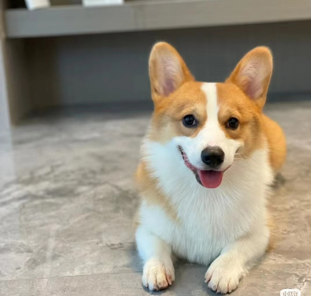 Dog~Handmade Custom Wool Felt