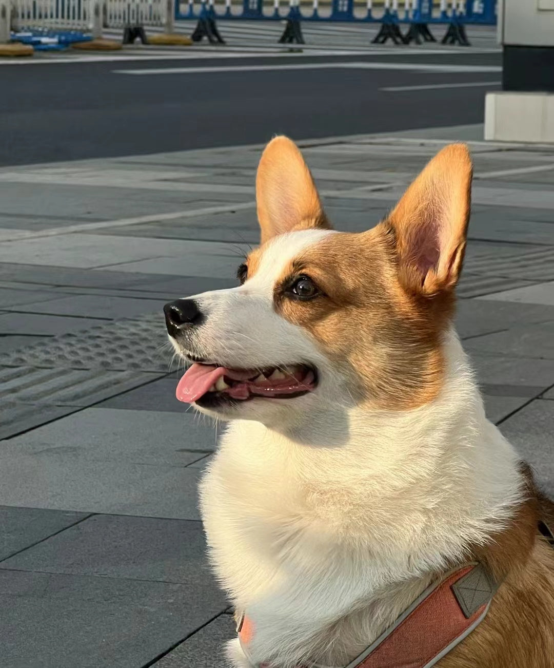 Dog~Handmade Custom Wool Felt